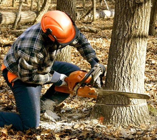 Tree Removal in Moxahala, OH